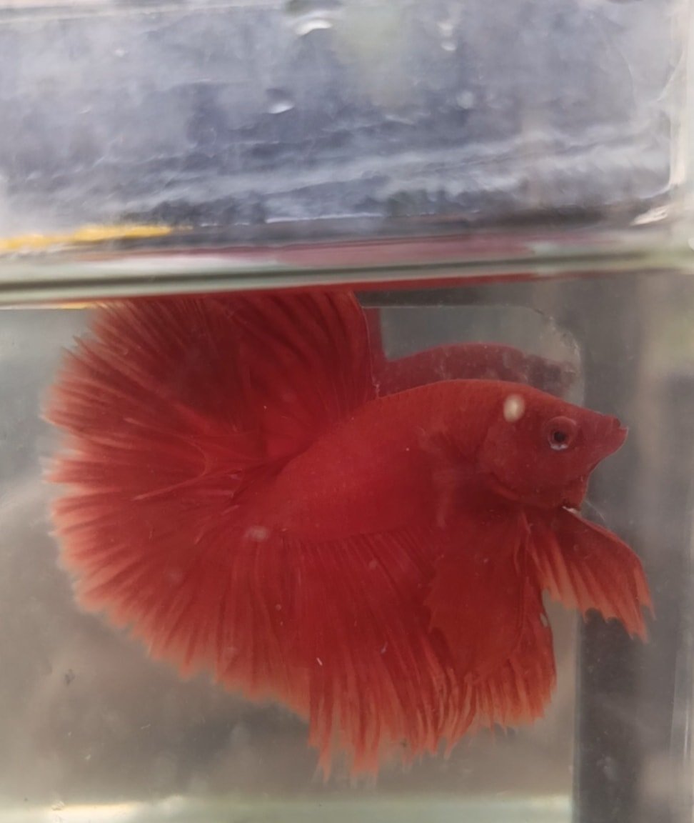 The Ultimate Betta Fish Care Guide: Tank Setup, Feeding, and Health