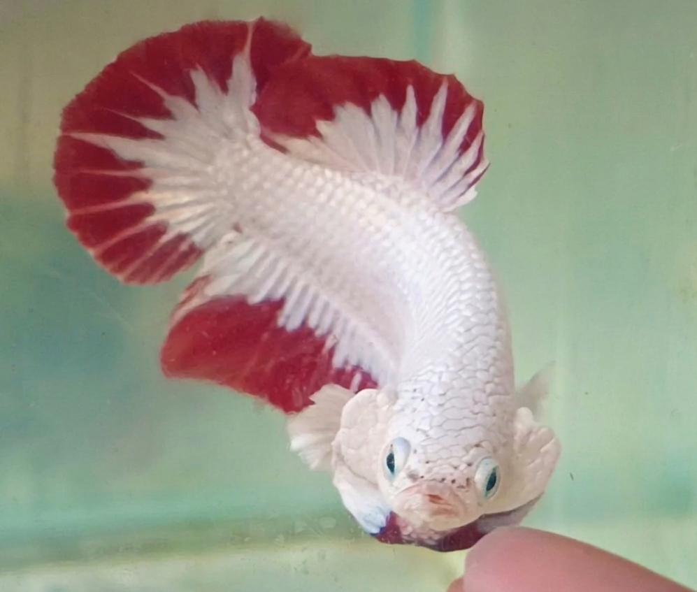 Red dragon snow