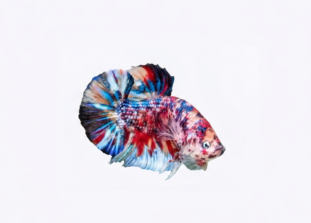 Giant betta fish multicolor