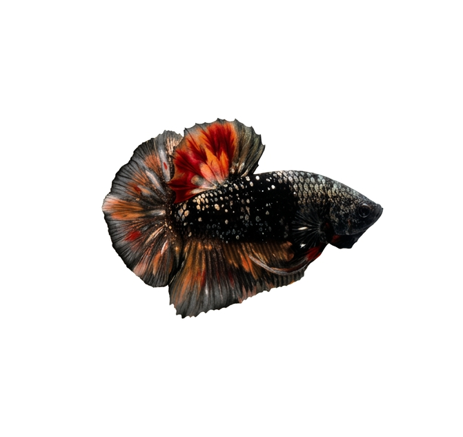 Giant betta Avatar nemo copper